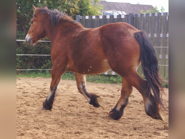 Ardennais Jument 2 Ans 155 cm Bai in Velpke