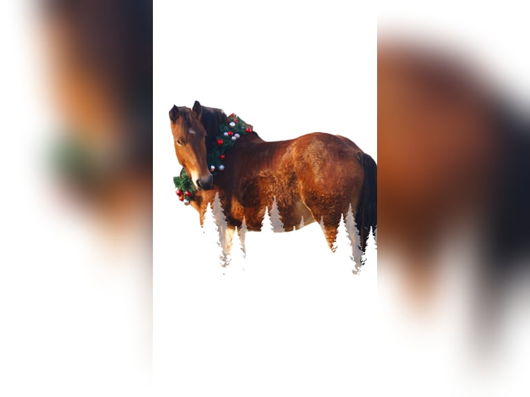 Ardennais Jument 2 Ans 155 cm Bai in Velpke