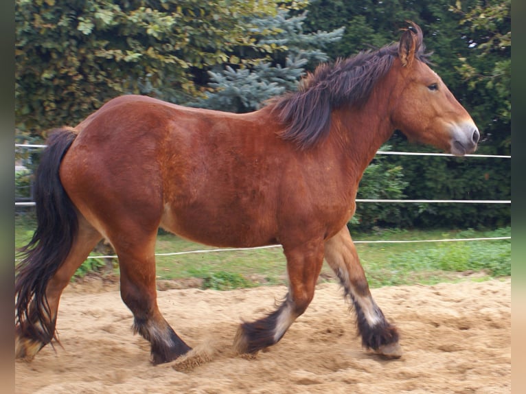Ardennais Jument 2 Ans 155 cm Bai in Velpke