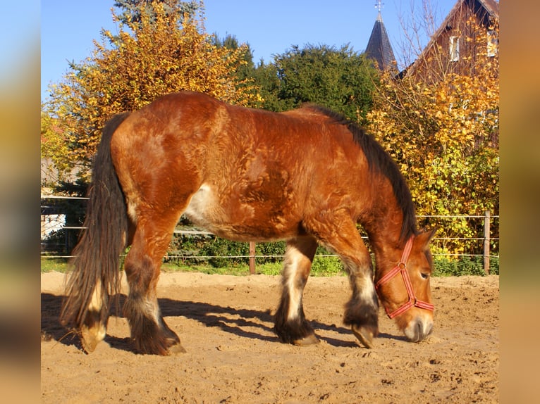 Ardennais Jument 2 Ans 155 cm Bai in Velpke