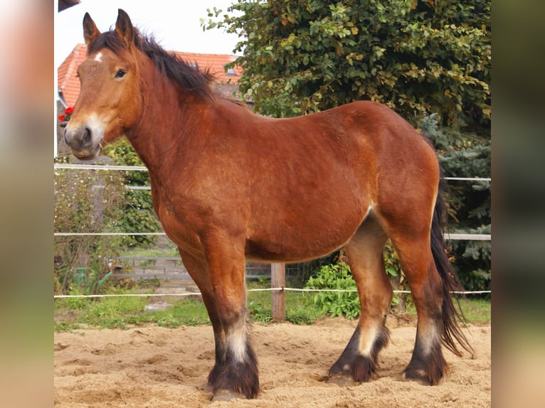 Ardennais Jument 2 Ans 155 cm Bai in Velpke