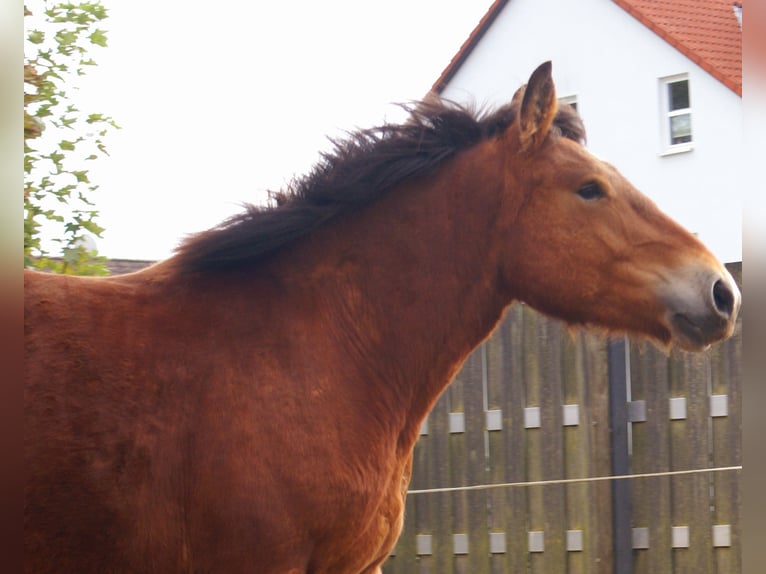 Ardennais Jument 2 Ans 155 cm Bai in Velpke