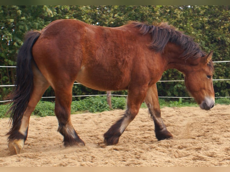 Ardennais Jument 2 Ans 155 cm Bai in Velpke