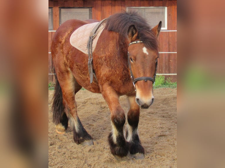 Ardennais Jument 2 Ans 155 cm Bai in Velpke