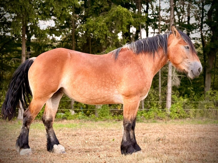 Ardennais Jument 3 Ans 150 cm  in Blankenheim