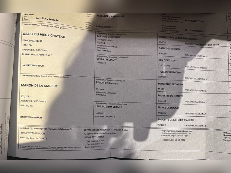 Ardennais Jument 3 Ans 152 cm Bai in Daleiden