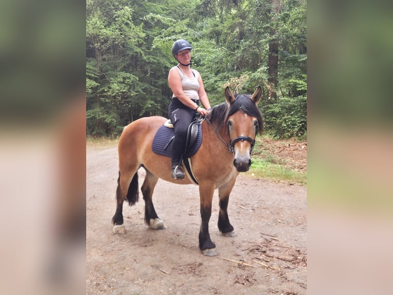 Ardennais Jument 3 Ans 154 cm Bai in Nettersheim