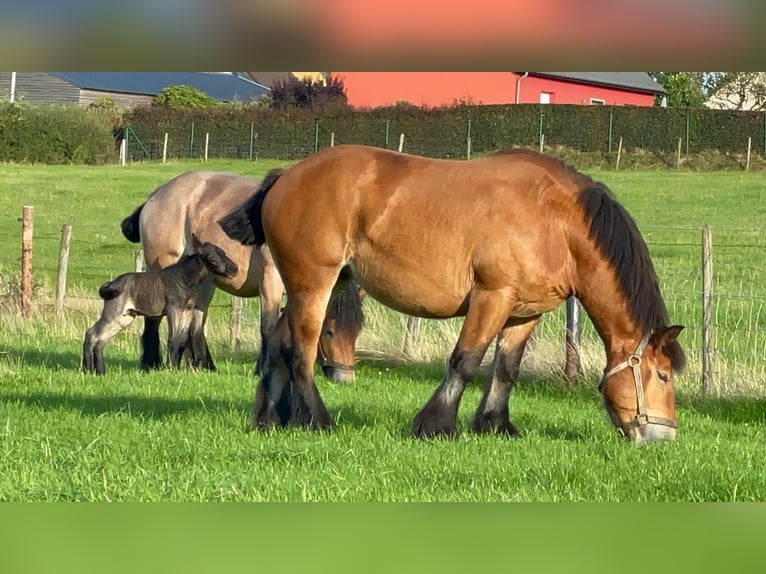 Ardennais Jument 3 Ans 160 cm Bai in KUBORN