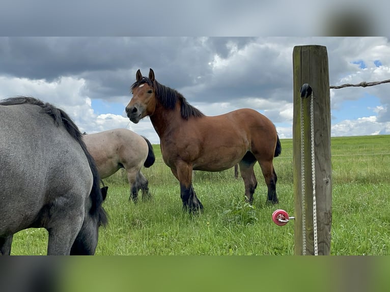 Ardennais Jument 3 Ans 160 cm Bai in KUBORN