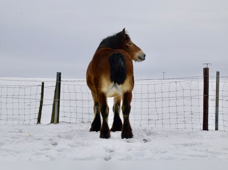 Ardennais Jument 3 Ans 160 cm Bai in KUBORN