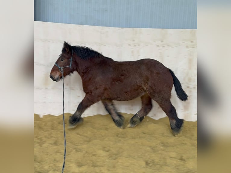 Ardennais Jument 4 Ans 152 cm Bai in Daleiden