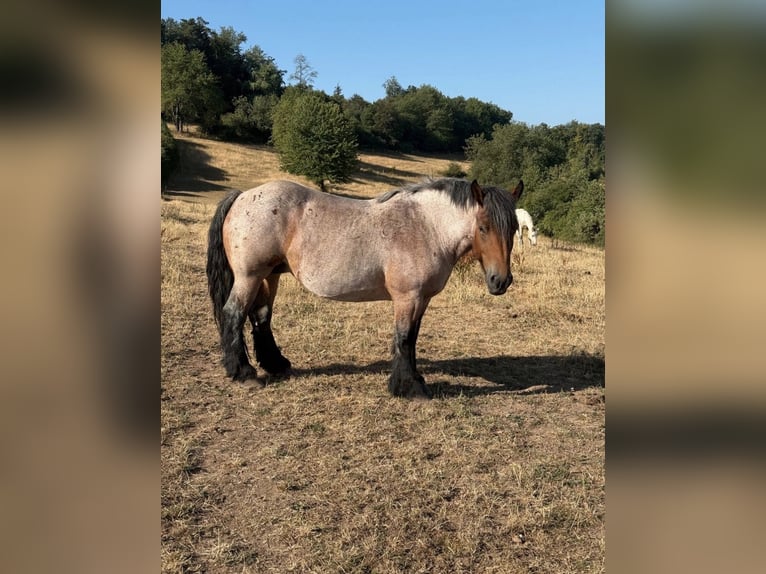Ardennais Jument 4 Ans 153 cm Gris (bai-dun) in Daleiden