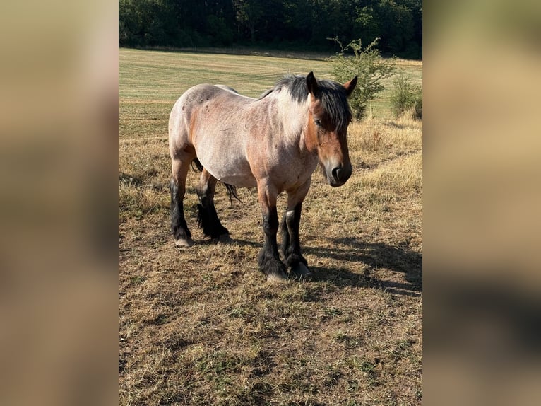 Ardennais Jument 4 Ans 153 cm Roan-Bay in Daleiden