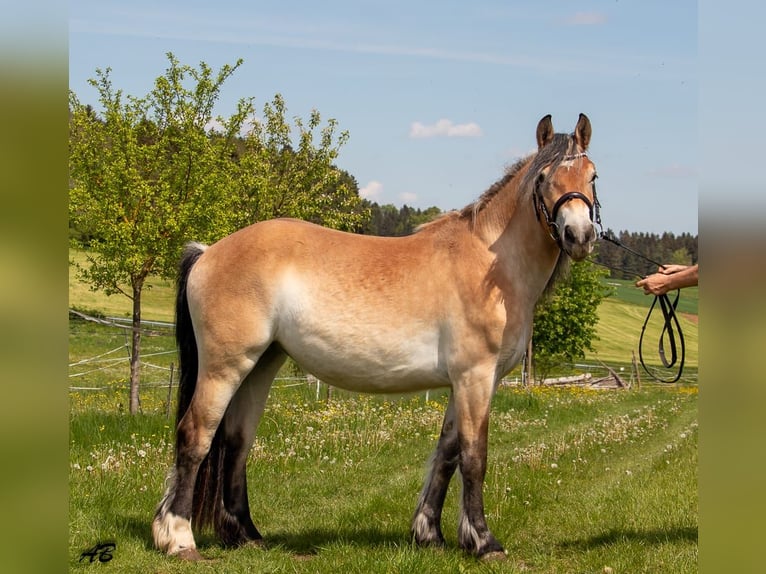 Ardennais Jument 4 Ans 159 cm Bai in Hayingen