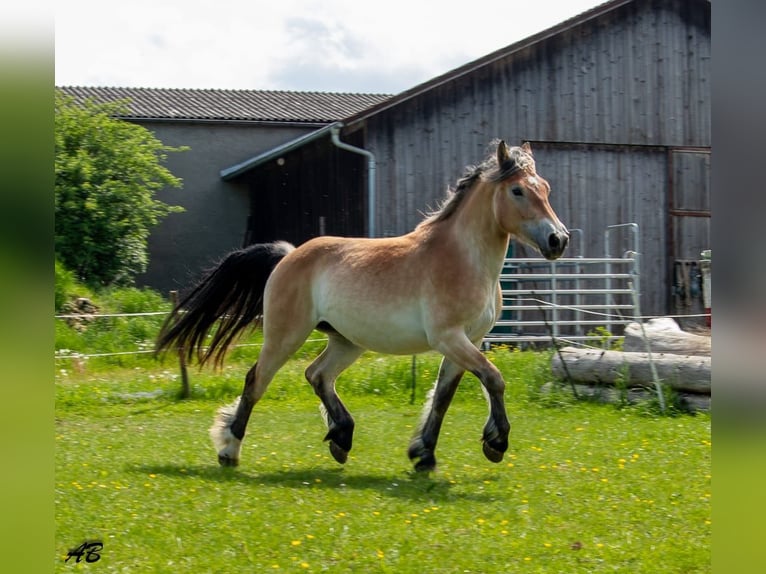 Ardennais Jument 4 Ans 159 cm Bai in Hayingen