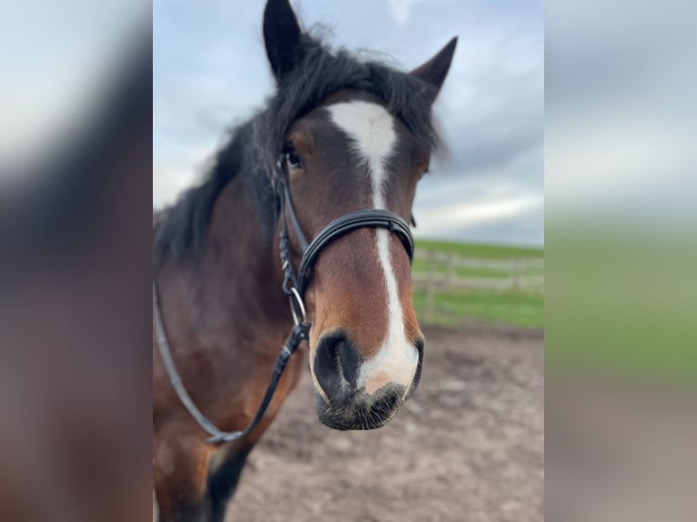 Ardennais Jument 4 Ans 162 cm Bai brun in Arzfeld