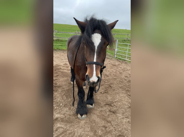 Ardennais Jument 4 Ans 162 cm Bai brun in Arzfeld