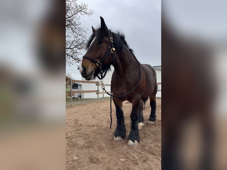 Ardennais Jument 4 Ans 162 cm Bai brun in Arzfeld