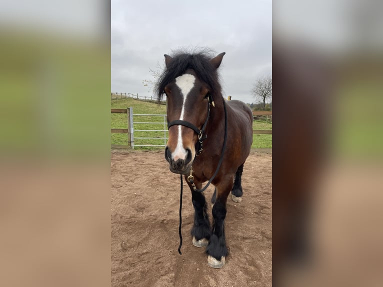 Ardennais Jument 4 Ans 162 cm Bai brun in Arzfeld