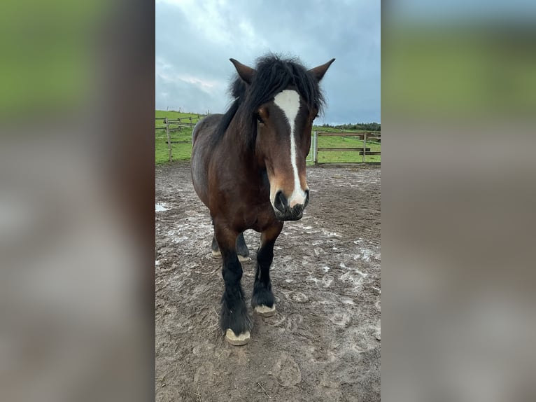 Ardennais Jument 4 Ans 162 cm Bai brun in Arzfeld