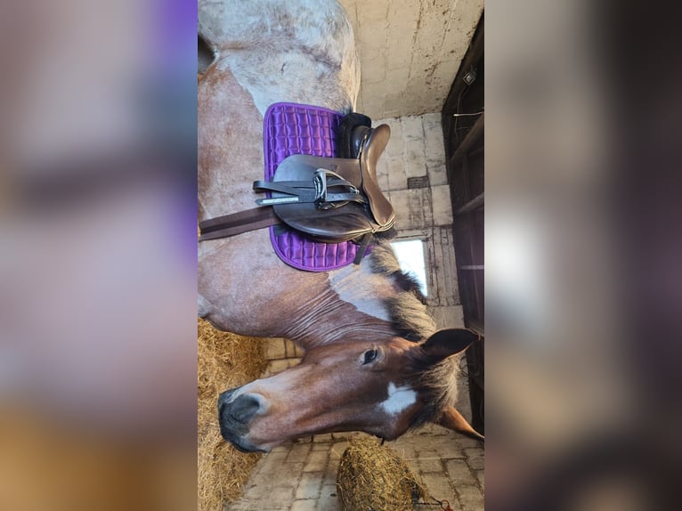 Ardennais Jument 5 Ans 154 cm Roan-Bay in Dunfermline