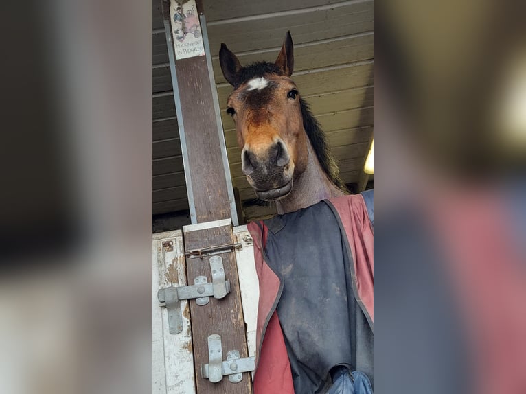 Ardennais Jument 5 Ans 154 cm Roan-Bay in Dunfermline