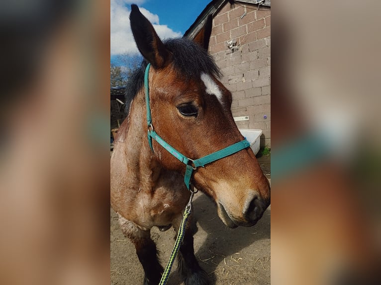 Ardennais Jument 5 Ans 154 cm Roan-Bay in Dunfermline
