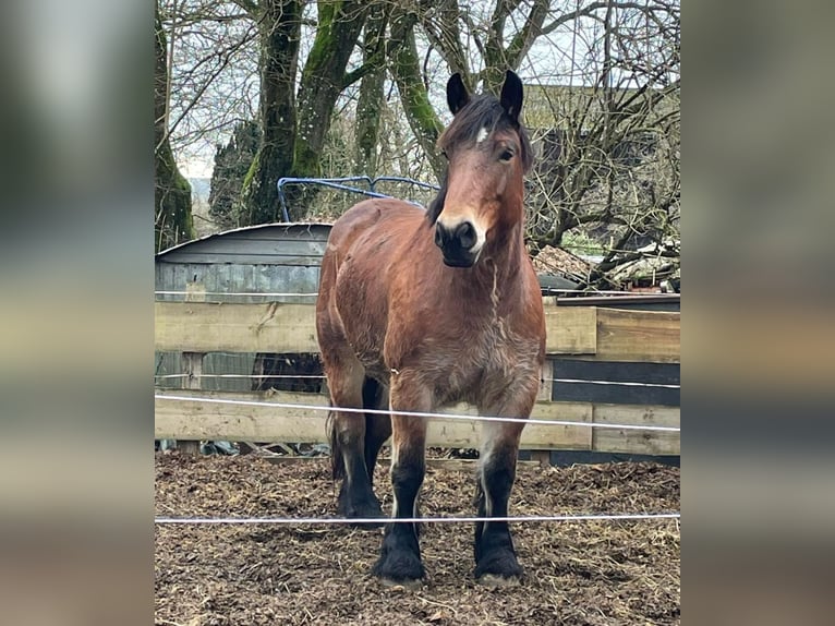 Ardennais Jument 8 Ans 165 cm Bai brun in Wilwerdange