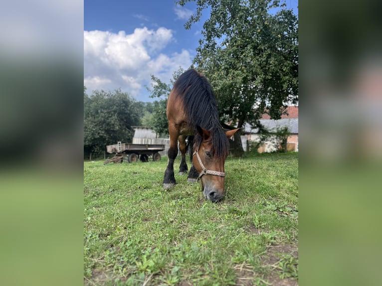 Ardennais Jument 9 Ans 160 cm Bai in Waldeck