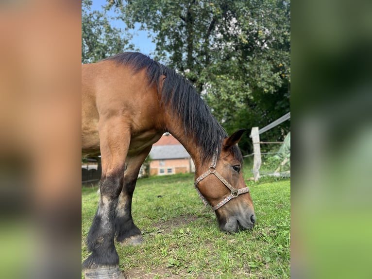 Ardennais Jument 9 Ans 160 cm Bai in Waldeck