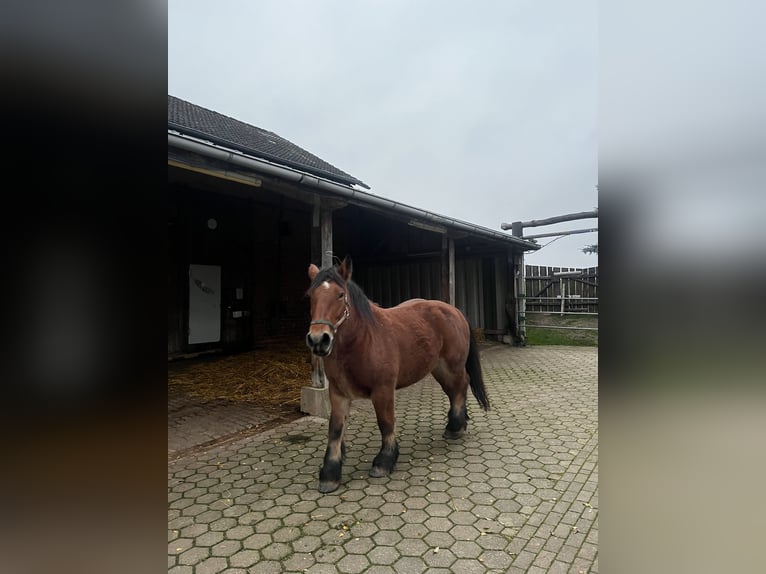 Ardennais Jument 9 Ans 160 cm Bai in Waldeck