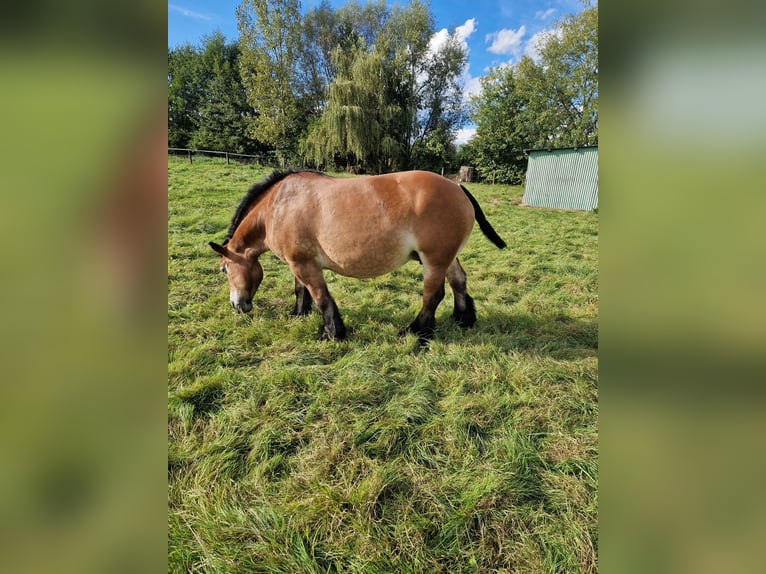 Ardennais Jument 9 Ans Bai in Hoffen ( Leiterswiller)