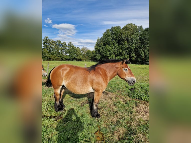 Ardennais Jument 9 Ans Bai in Hoffen ( Leiterswiller)