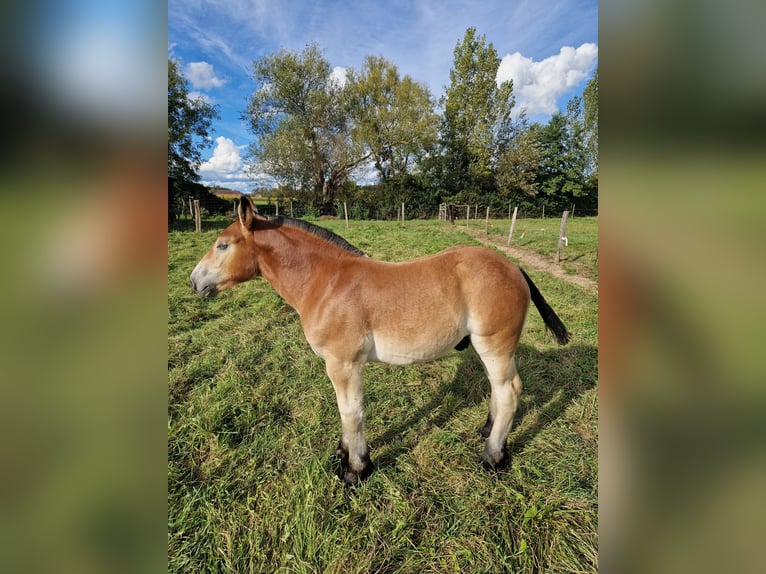 Ardennais Jument 9 Ans Bai in Hoffen ( Leiterswiller)