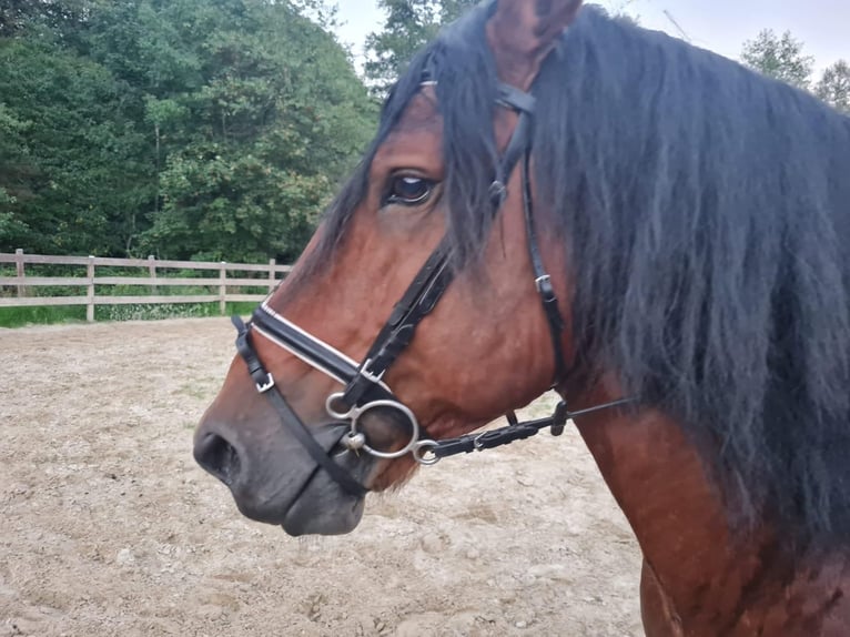 Ardenner Hengst 10 Jahre 160 cm Brauner in Blankenheim