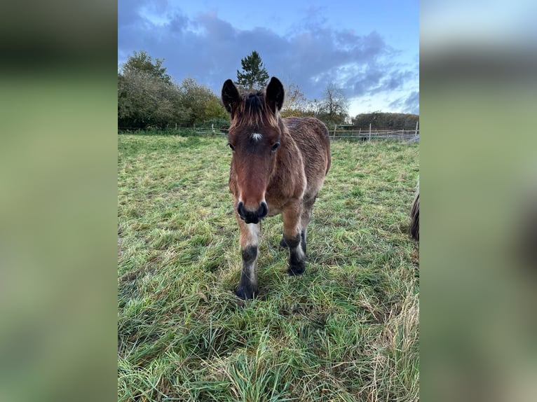 Ardenner Hengst 1 Jaar 155 cm Bruin in Merzkirchen