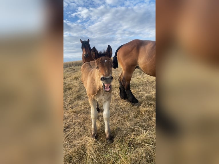 Ardenner Hengst 1 Jaar 155 cm Bruin in Merzkirchen