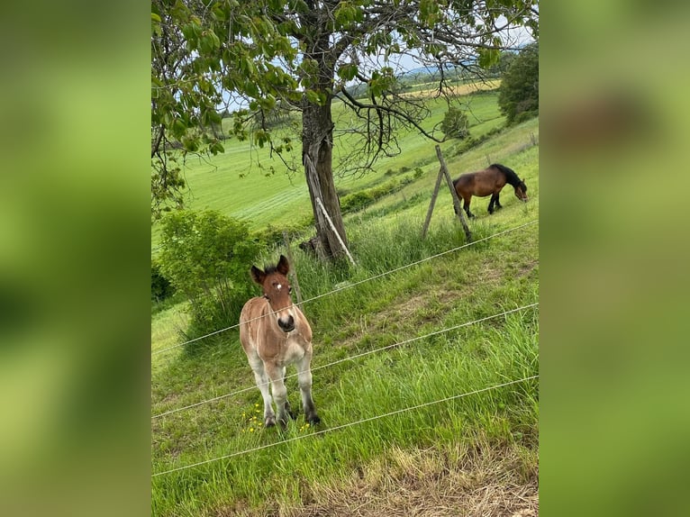 Ardenner Hengst 1 Jaar 155 cm Bruin in Merzkirchen