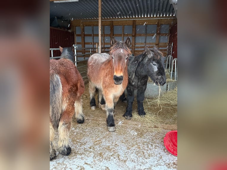 Ardenner Hengst 1 Jaar 155 cm Bruin in Daleiden