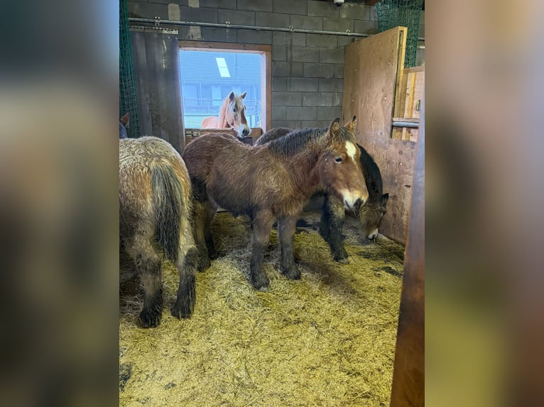 Ardenner Hengst 1 Jaar 155 cm Bruin in Daleiden