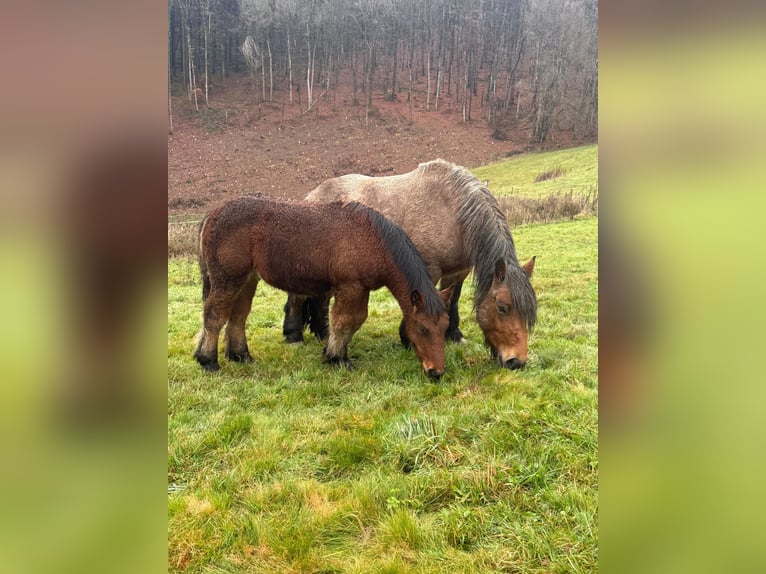 Ardenner Hengst 1 Jaar 155 cm Bruin in Daleiden