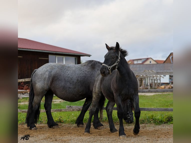 Ardenner Hengst 1 Jaar 157 cm Blauwschimmel in Pfronstetten
