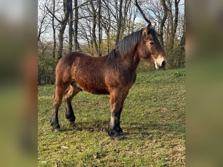 Ardenner Hengst 1 Jaar 160 cm  in Daleiden