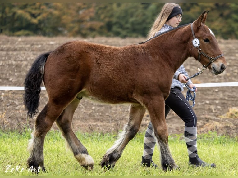 Ardenner Hengst 1 Jaar 170 cm Bruin in Boll