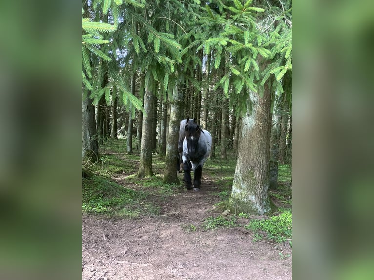 Ardenner Hengst 1 Jaar Blauwschimmel in Büllingen
