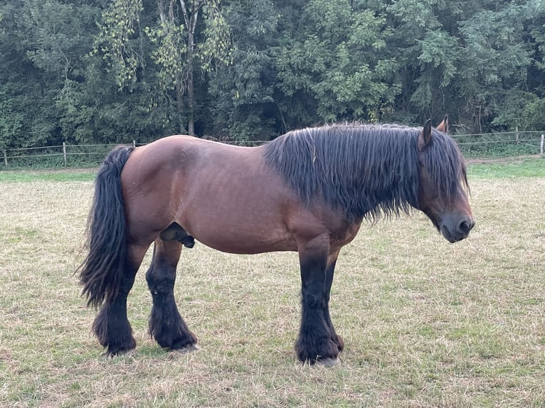Ardenner Hengst 1 Jaar Bruin in Diekirch