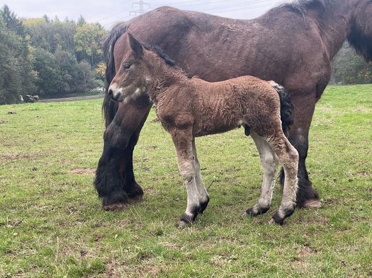 Ardenner Hengst 1 Jaar Bruin in Diekirch