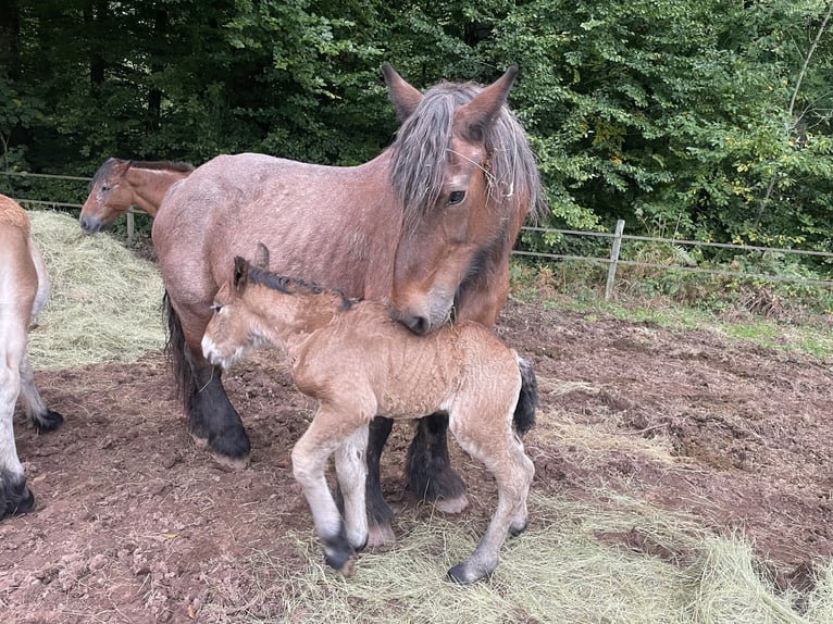 Ardenner Hengst 1 Jaar Bruin in Diekirch
