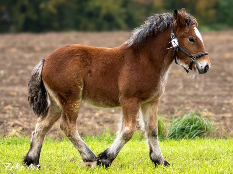 Ardenner Hengst 1 Jaar Bruin in Affoltern im Emmental