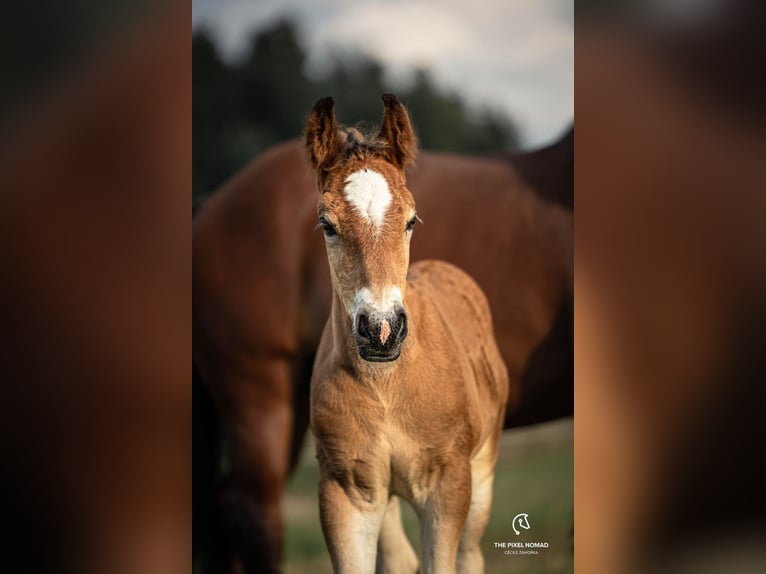 Ardenner Hengst 1 Jaar Bruin in Affoltern im Emmental